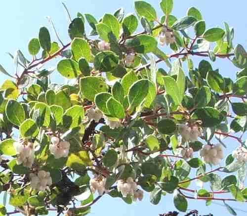 Monterey Carpet manzanita flowers. - grid24_24