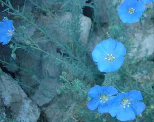 Linum lewisii, Blue Flax, has flowers of the most sky-blue, and each flower only seems to last one day, and so are even more precious. 
