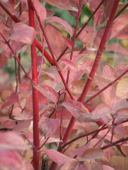 Cornus stolonifera, Red Stem Dogwood fall color with it's red stems makes the California stems turn red in fall.