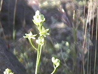 Zigadenus brevibracteatus Desert Zigadene