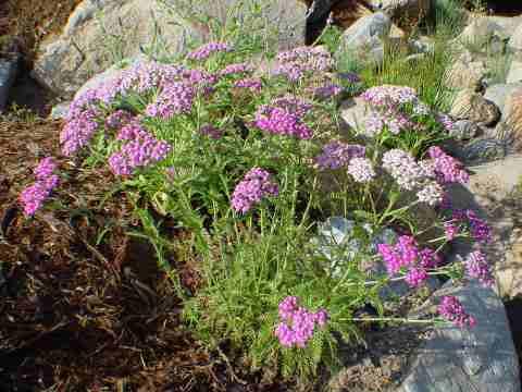 Achillea millefolium rosea Island Pink Pink Yarrow  - grid24_24