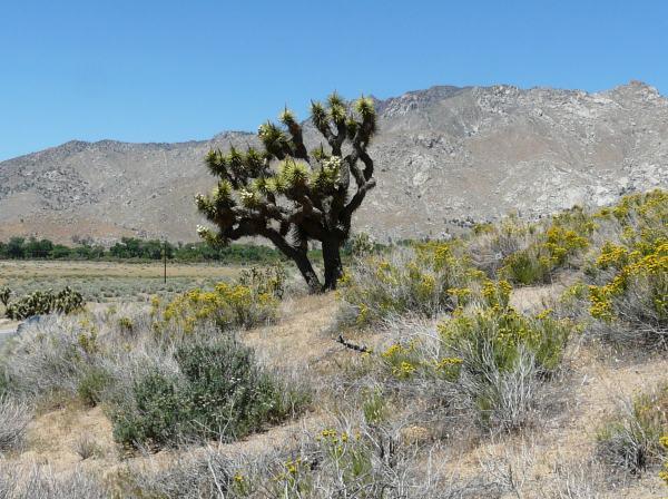 Joshua tree, Yucca brevifolia out by Onyx.