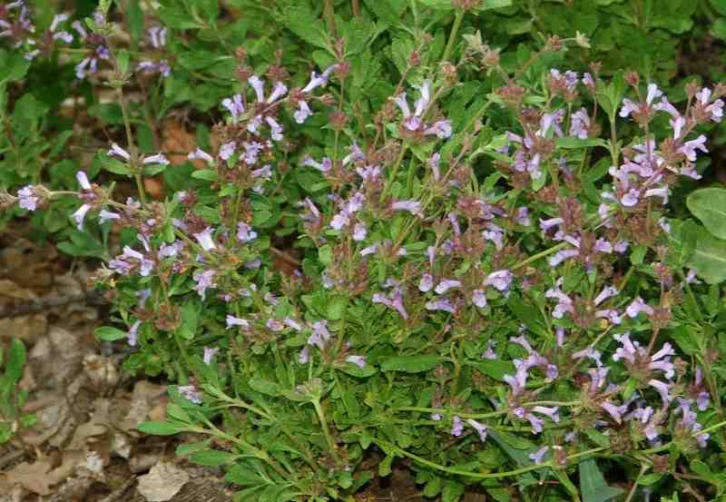 Salvia munz, Munz sage