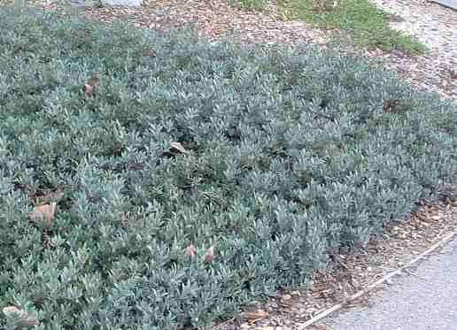 Pacific Mist Manzanita can make a flat ground cover if you tip the upright stems.