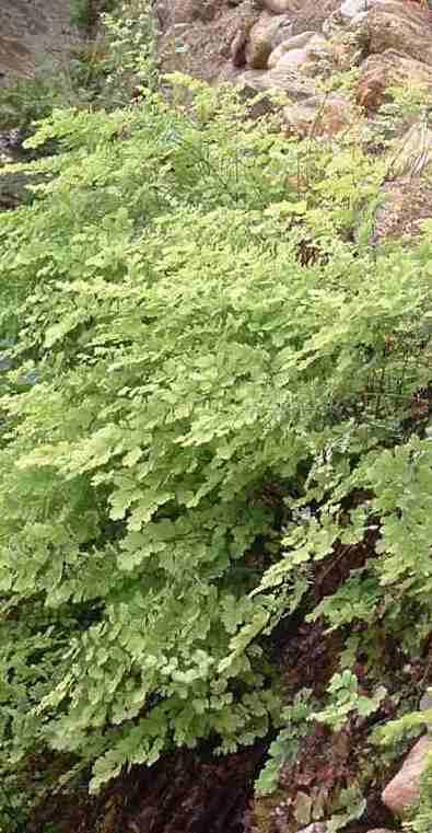 Adiantum jordanii, California Maiden-Hair Fern, loves the habitat in this moist greenhouse rock wall. 