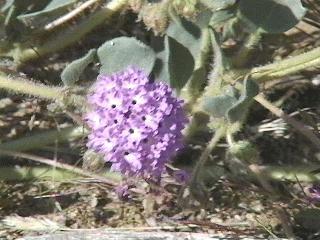 Abronia pogonantha Desert Sand Verbena