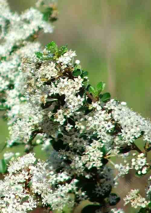 Ceanothus verrucosus flower