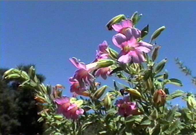 This Mimulus lewisii, Monkey Flower, is a particularly beautiful, low-growing, herbaceous perennial Mimulus species. 