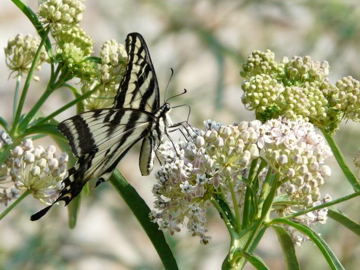 Asclepias fascicularis, Narrow-leaf milkweed with Swallowtail butterfly