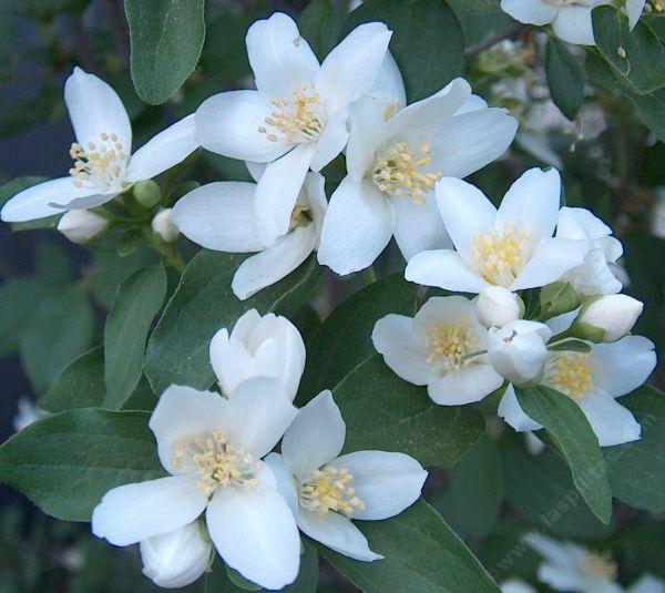 Here is a closeup photo of the fragrant flowers of Philadelphus lewisii, Wild Mock Orange.