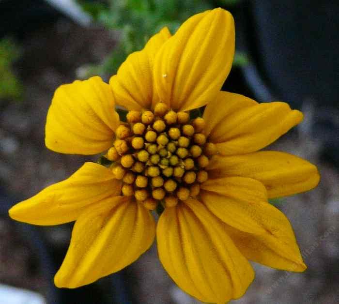 Viguiera laciniata, San Diego Sunflower.