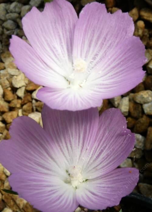 A close up of Sidalcea malviflora from the hills around San Luis Obispo.