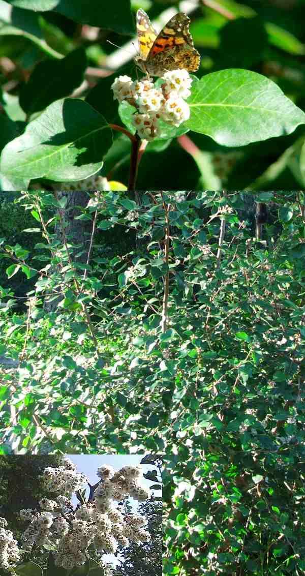 Rhus ovata, Sugar Bush collage 