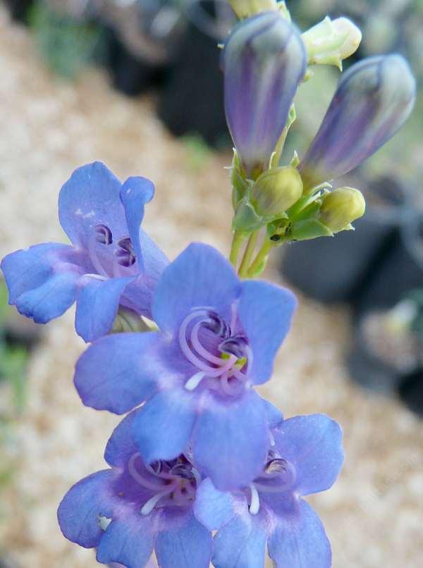 A close up of Penstemon azureus.
