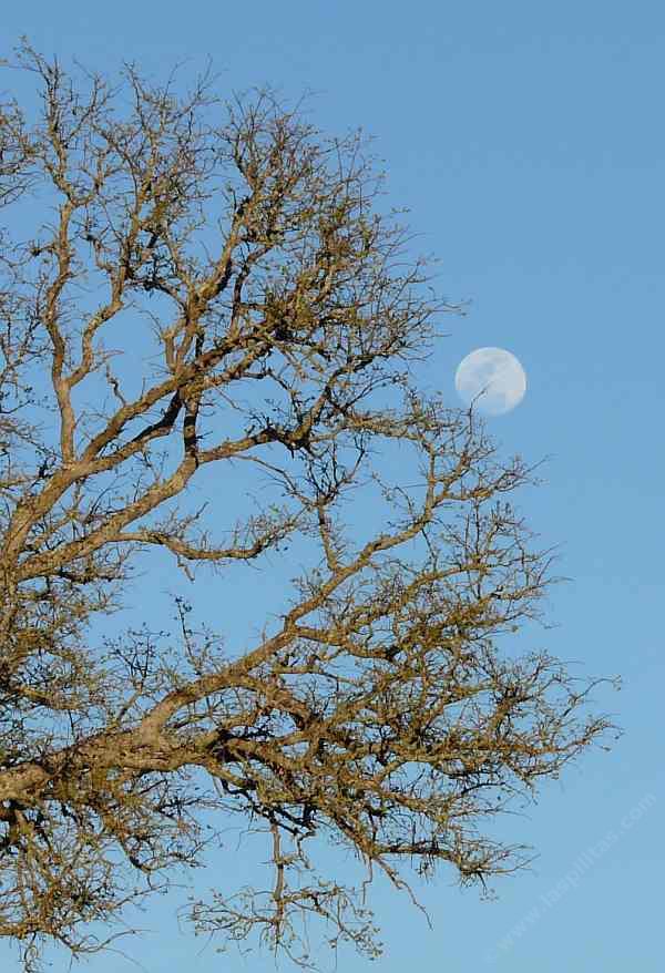 blue oak tree for sale