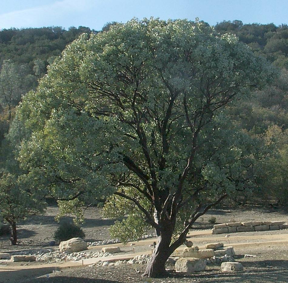 An Arctostaphylos glauca, Big Berry Manzanita, kept as a specimen. This manzanita covered large areas of Central and Southern California.