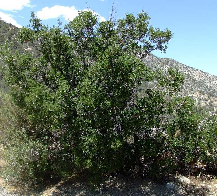 Quercus cornelius-mulleri, Mullers Scrub Oak
