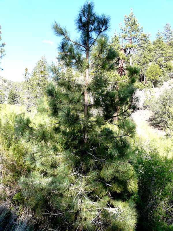 Хвойная 32. Сосна Культера (Pinus coulteri). Сосна Коултер. Сосна Культера в Крыму. Сосна Культера в Подмосковье.