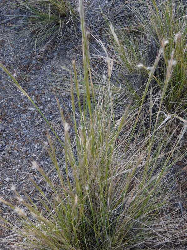 Stipa speciosa along hwy 138 in Pinon Hills - grid24_24