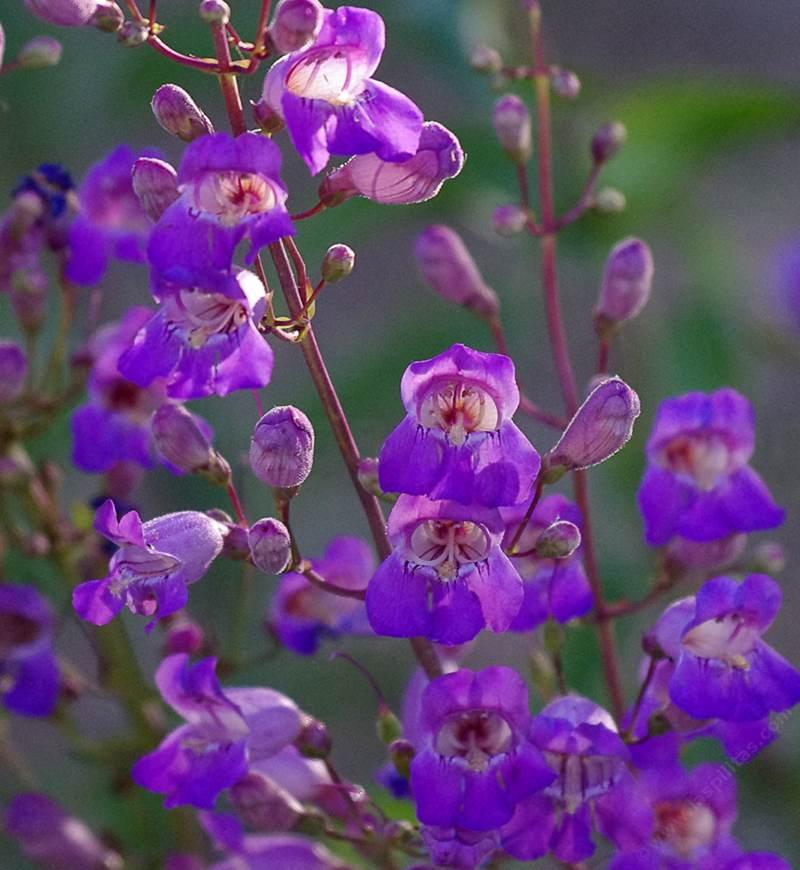 The northern form of Penstemon grinnellii. The leaves are gray, plant is more upright, larger. - grid24_24