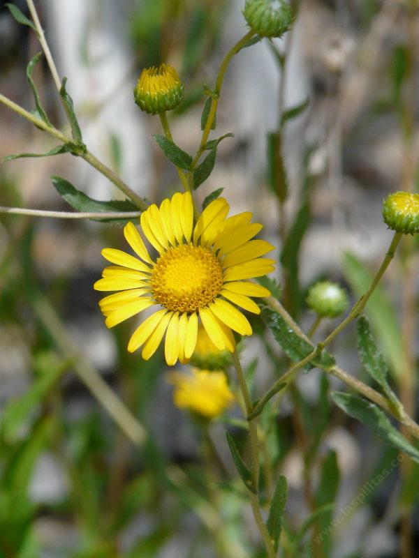 Grindella hirsutula, Hairy gumplant, flower and buds.