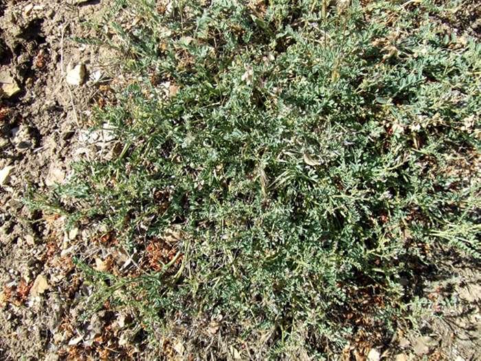 New Idria milk vetch, freckled milkvetch 
