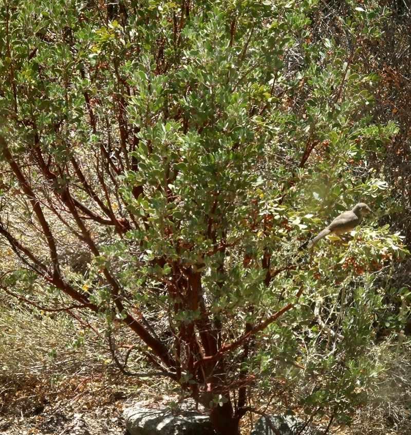 arctostaphylos pungens