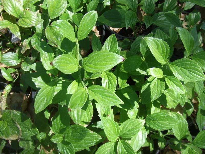 Cornus sessilis leaves are very attractive. - grid24_24