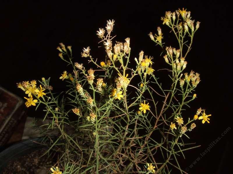 Snakeweed or Broom Snake weed is a nice little bush.