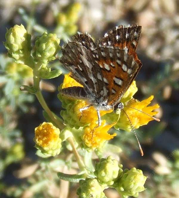 Hazardia squarrosus ssp. grindelioides is also know as a Saw toothed goldenbush. This one has a Behl or Mormon Metalmark Butterfly enjoying it.