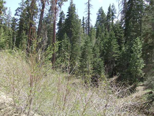 The Yellow Pine Forest Plant Community Varies Between