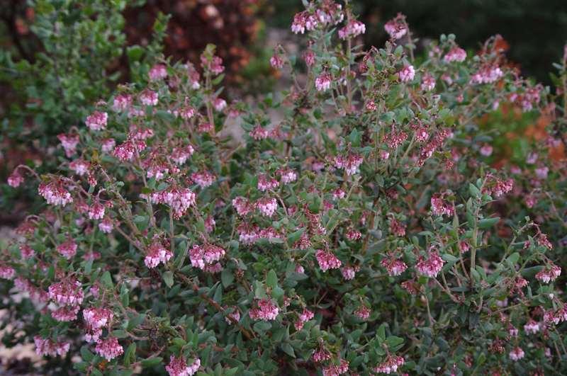 Manzanita species of Central California
