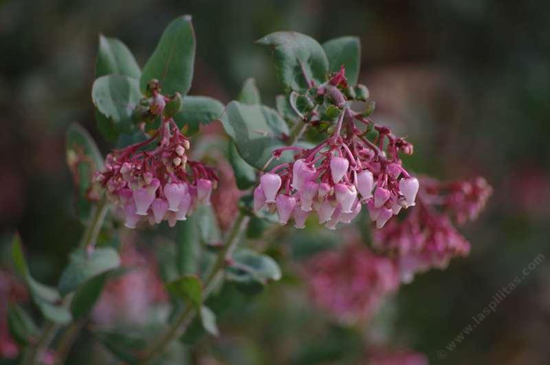 Arctostaphylos Pajaroensis Paradise Manzanita Pajaro