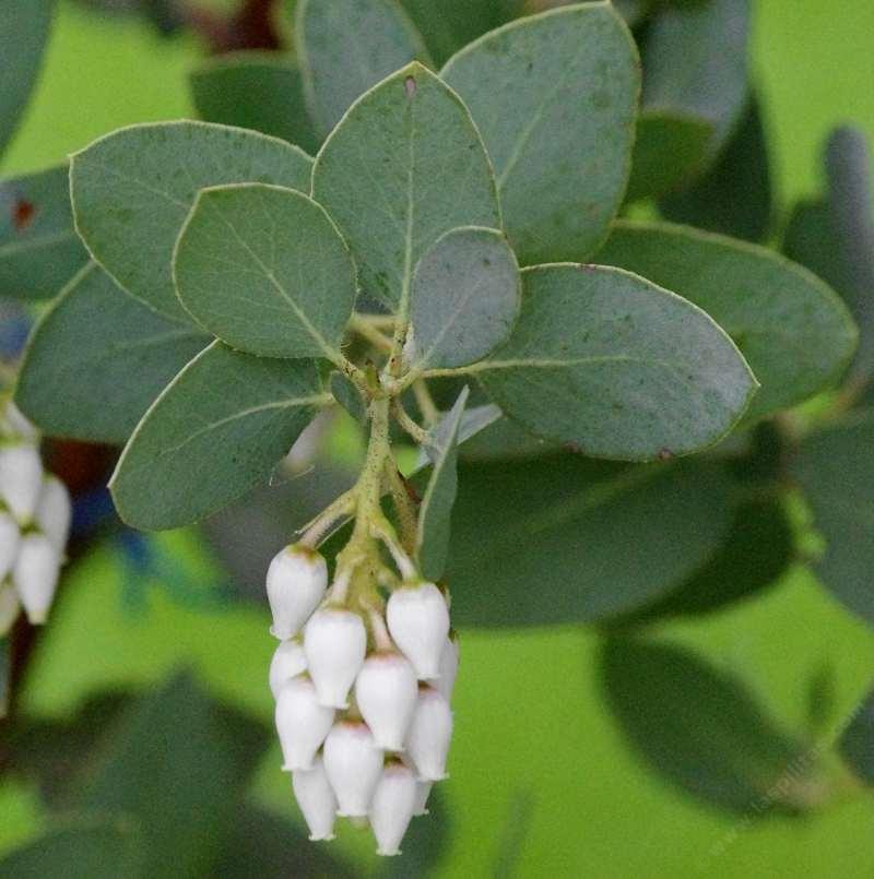 Arctostaphylos glandulosa mollis, and then it set seed and we had to change it to glandulosa x glauca.