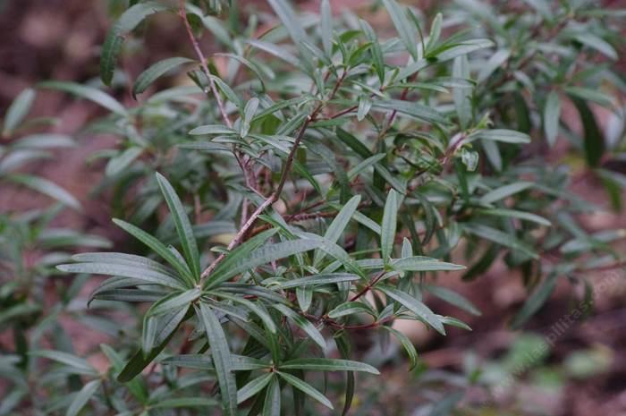 Ornithostaphylos oppositifolia