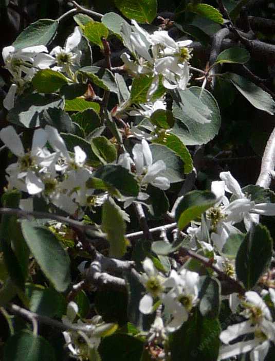 Amelanchier utahensis flowers