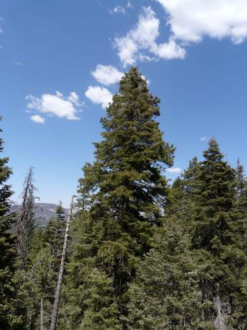Abies concolor, White Fir trees.