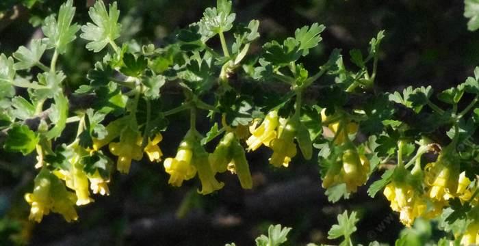 Ribes quercetorum. Oak Gooseberry, Yellow Gooseberry - grid24_24