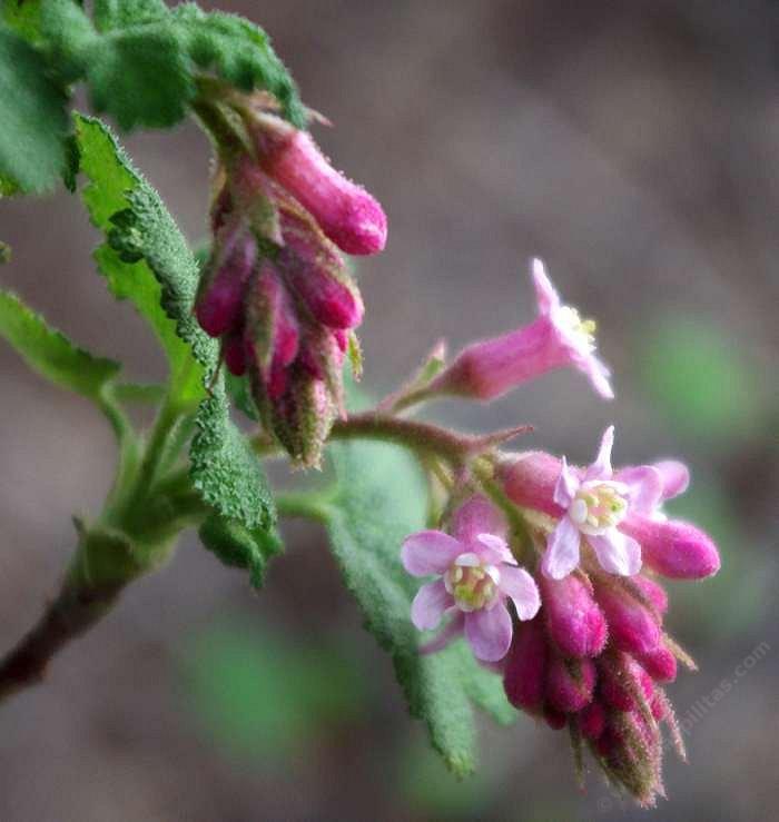 A close up of  Ribes malvaceum - grid24_24