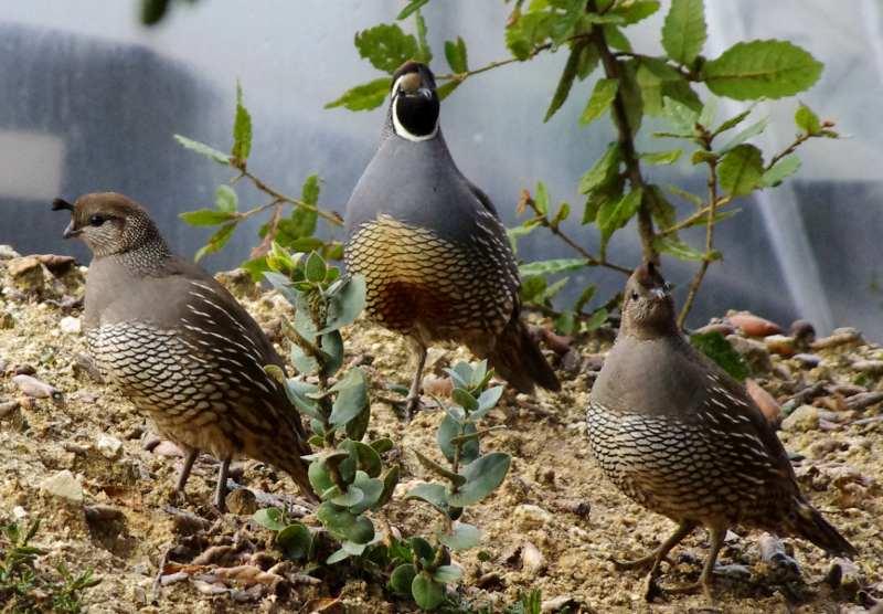The California Quail, Callipepla californica.