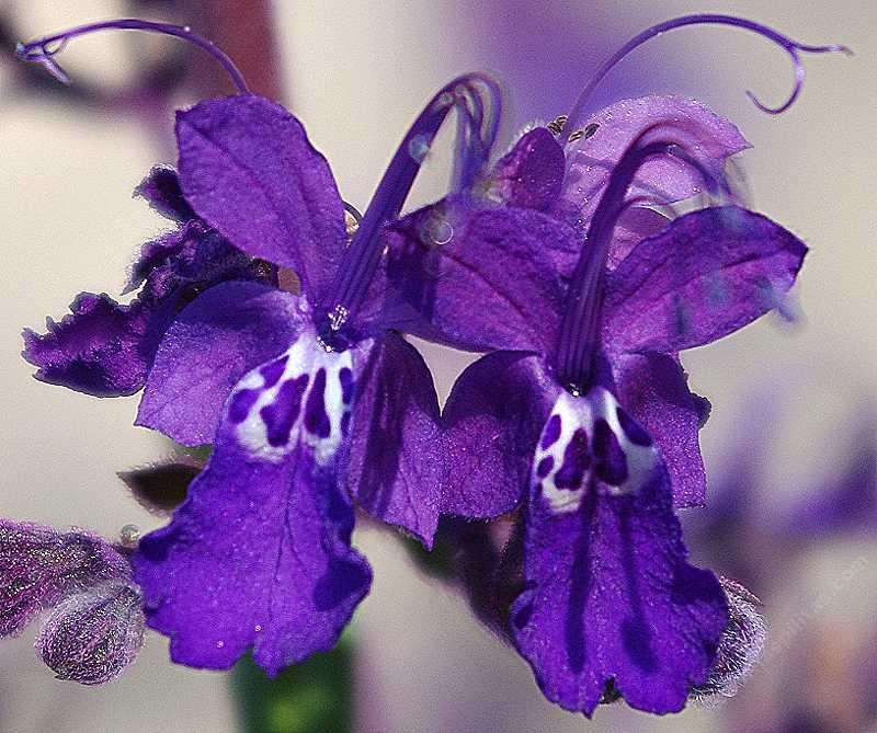 A close up of the Trichostema parishii flower