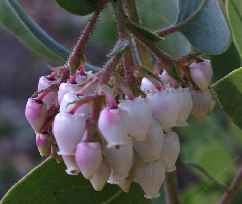 Arctostaphylos glandulosa adamsii Laguna Manzanita flowers.