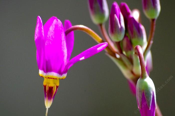 Dodecatheon hendersonii buds