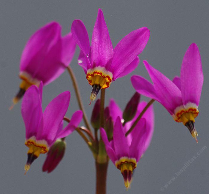 Dodecatheon hendersonii, Broad leafed shooting star