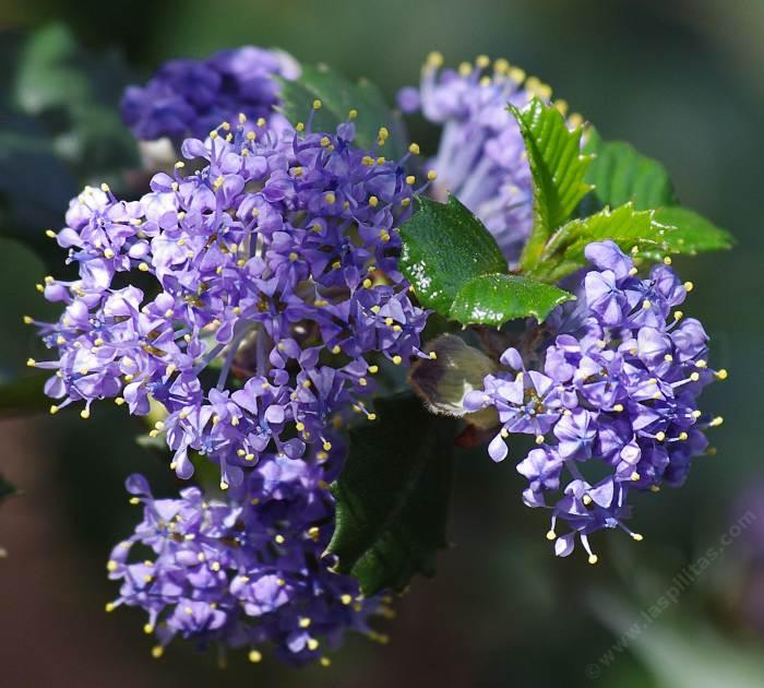 Close up of Ceanothus Mill's Glory flowers. Un-watered California native plants can better than watered non-native plants.