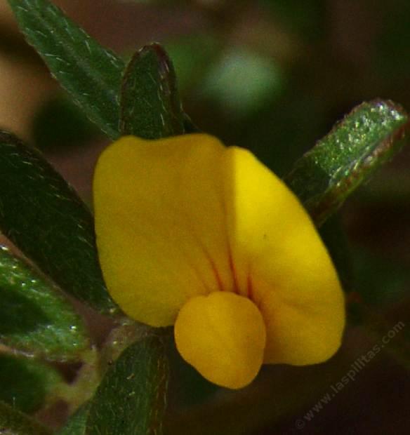 Lotus strigosus flower - grid24_24