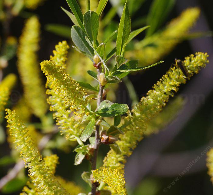 Salix lasiolepis bracelinae flower close up