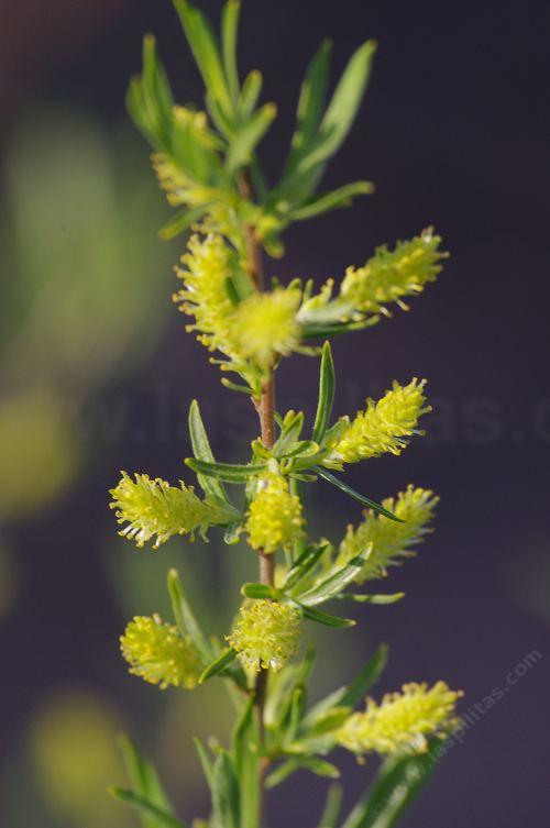 Salix hindsiana hindsiana, Sandbar Willow flowers