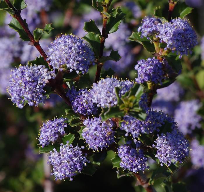 Ceanothus 'Blue Jeans', Holly Leaf Mountain Lilac