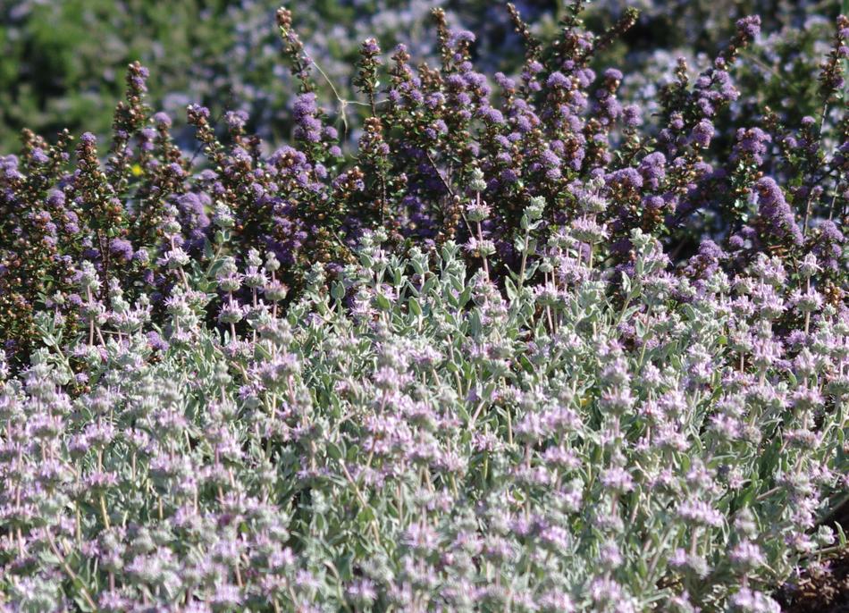 Salvia leucophylla Point Sal, Low Purple sage with Ceanothus maritimus. - grid24_24